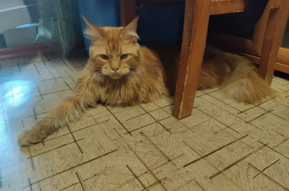 Найдена рыжая кошка породы Мэй Кун в Магнитогорске