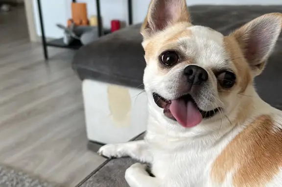 Собаки потеряшки, Москва, фото: Потеряшка чихуахуа, 3 года, бело-рыжий окрас, СНТ Шеломово, Киевский