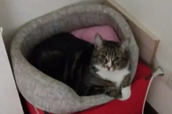 Кошки потеряшки, Москва, фото: Потеряшка пушистая кошка, ул. Гарибальди, 5 к1, Москва