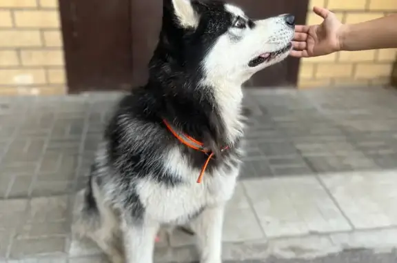 Найдена собака на ул. Рауса Гареева, Казань