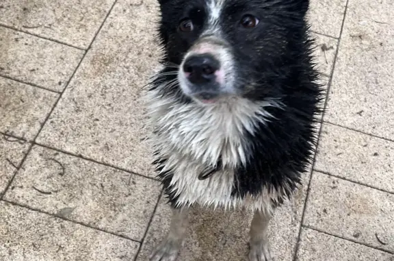 Найдена собака, Москва, фото: Собака Черно-белая на Москворецкой набережной