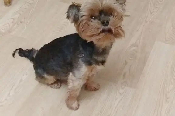 Собаки потеряшки, Москва, фото: Потеряшка собака: йорк, 10 лет, Студёный проезд