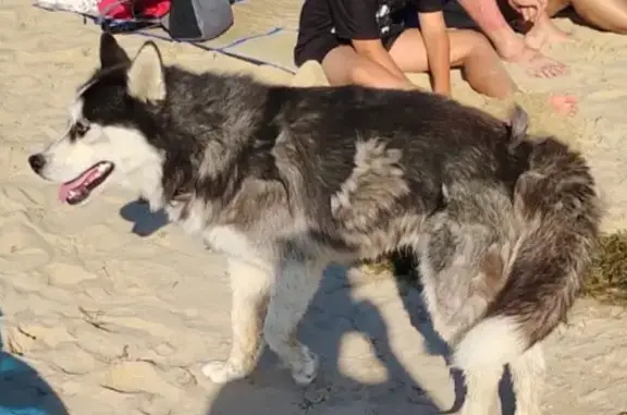 Найдена собака породы ХАСКИ на пляже в пос. Витязево, Анапа