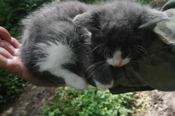 Найден котенок в лесу на Новоторжской ул., Тверь