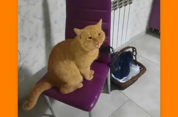 Пропала рыжая кошка в Калининграде
