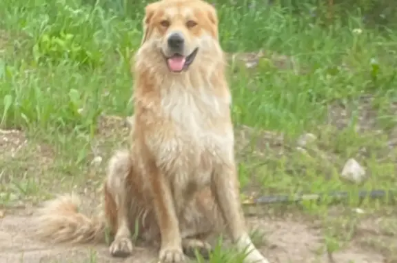Собака без ошейника найдена в Талицком проезде, Клин