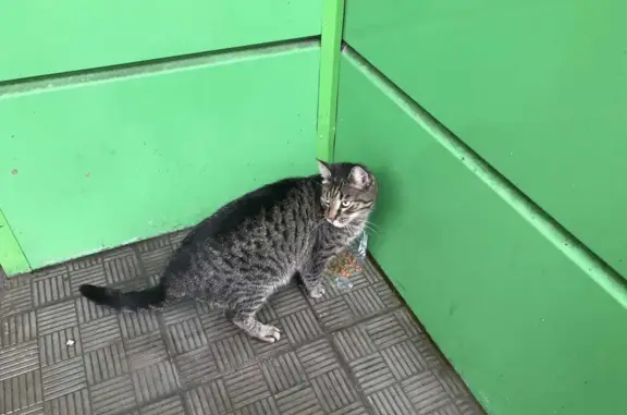 Найден кот шпротного цвета на 2-й Хуторской улице, Москва