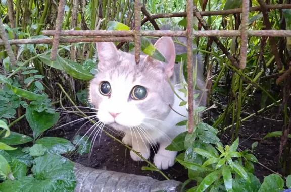 Найдена домашняя серо-белая кошка на ул. Слепнёва, Гатчина