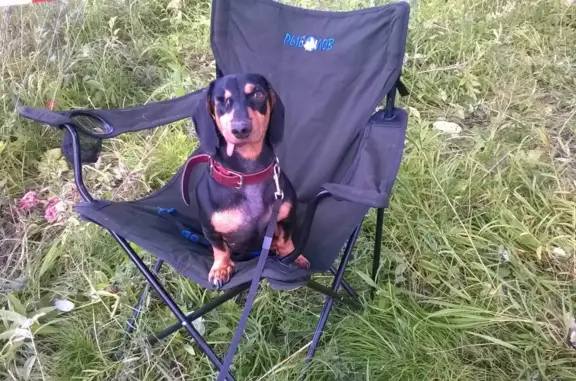 Собаки потеряшки, Ростовка, фото: Потеряшка собака-такса 