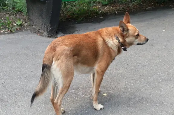 Потерянная собака на Съездовской улице, Омск