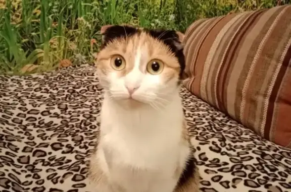 Кошки потеряшки, Тамбов, фото: Потеряшка кошка, Моршанское шоссе, 40В, Тамбов