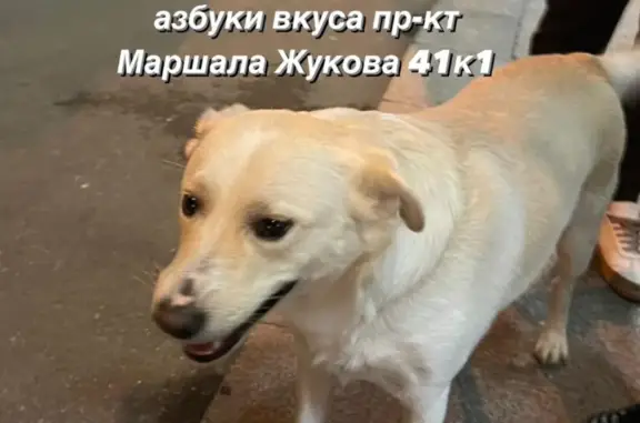 Найдена собака, Москва, фото: Найдена собака, пр. Маршала Жукова, 41 к1, Москва