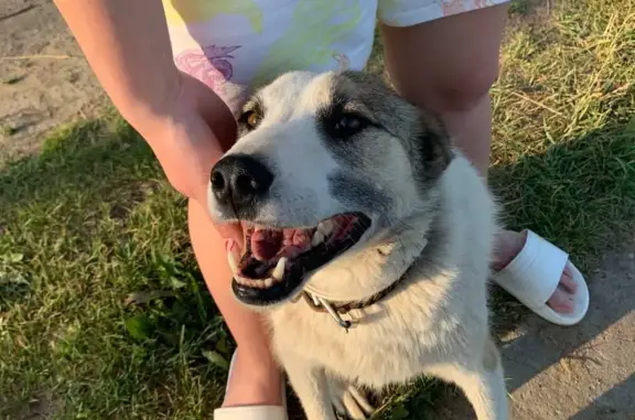 Собаки потеряшки, Загарское, фото: Потеряшка собака в СДТ Силикатчик, Юрьянский район