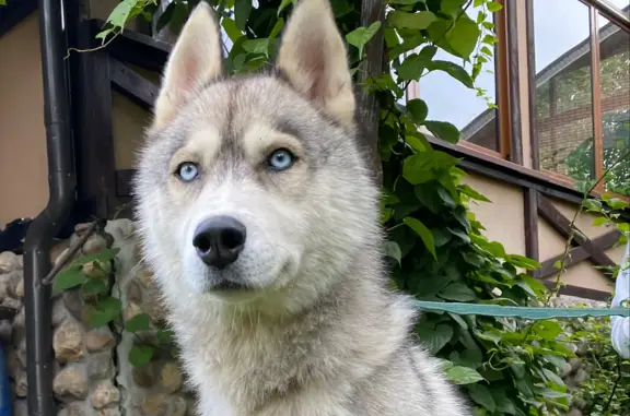 Найдена собака, Московская область, фото: Собака Хаски найдена в Софьино, Московская область