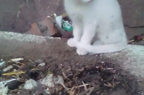 Найден белый котенок на ул. Машиностроителей, Уфа