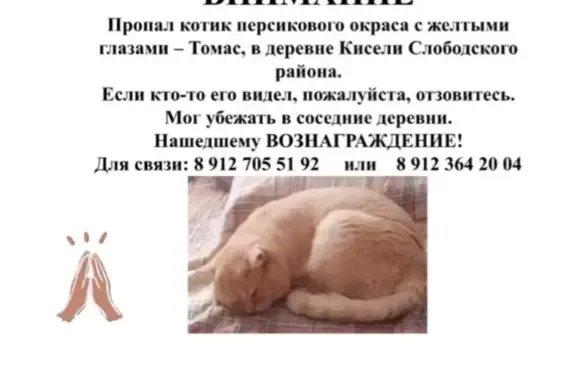 Пропала кошка Мальчик в д Кисели, Кировская область