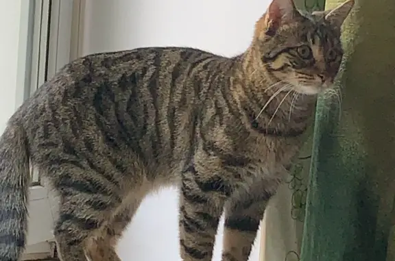 Пропала кошка в Апрелевке, Московская область