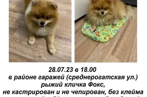 Собаки потеряшки, Санкт-Петербург, фото: Потеряшка собака: Шпиц в районе Триумф парка, СПб