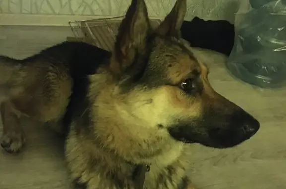 Объявления о пропавших и найденных животных, Нижний Новгород, фото: Найдена собака на ул. Академика Сахарова, 103