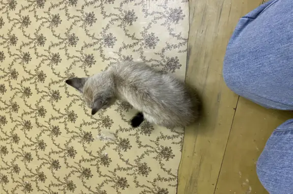 Найдена девочка-котенок на Станционной ул. 1Б, Искитим