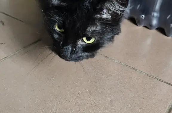 Объявления о пропавших и найденных животных, Москва, фото: Найден пушистый кот на парковке пр. Маршала Жукова, Москва