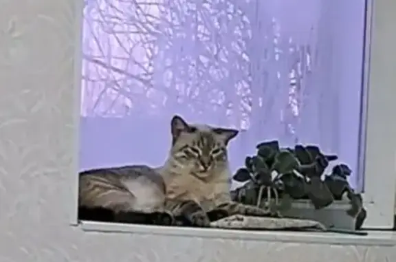 Пропала кошка: Песчаная ул., 20, Соликамск