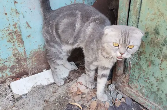 Пропала беременная кошка: Молодая серая скоттиш-фолд, ул. Вавилова, 2