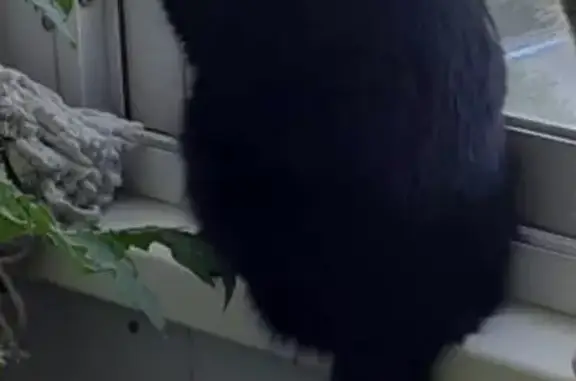 Кошки потеряшки, Новосибирск, фото: Потеряшка кошка, Кропоткина 128, Новосибирск