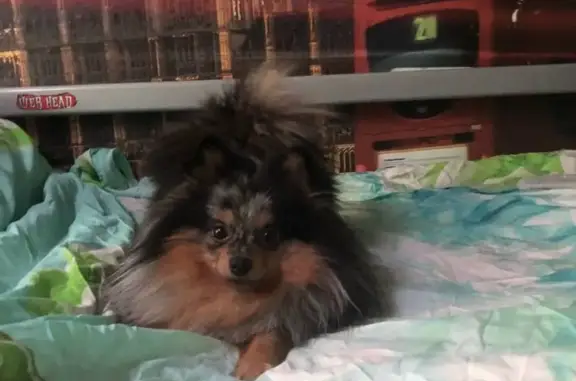 Собаки потеряшки, Москва, фото: Потеряшка собака Шпиц Шантик, ул. Нижняя Первомайская 41, Москва