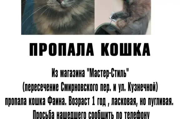 Пропала пушистая кошка на Кузнечной улице, 19