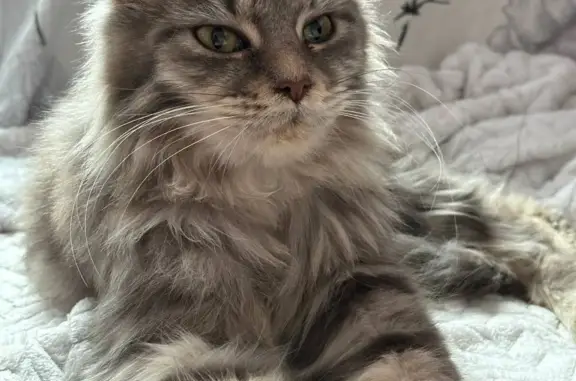 Найденные животные Москва, фото: Найдена кошка, ищем прежних хозяев. Адрес: Донецкая улица, 34 к2, Москва