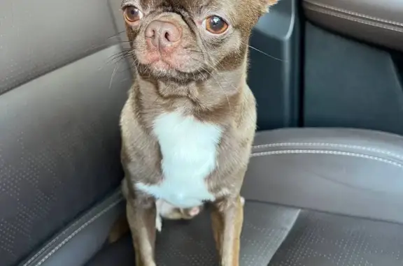 Собаки потеряшки, Санкт-Петербург, фото: Потеряшка собака в Санкт-Петербурге