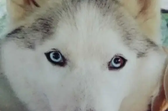 Пропала собака Арчи в районе Фуд Сити, Северск