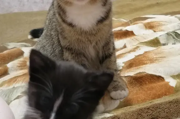 Кошки потеряшки, Тамбов, фото: Потеряшка кошка на Дорожной улице, 42