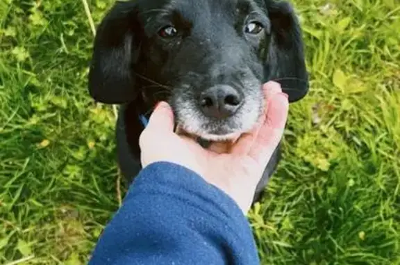 Пропала собака Мальчик, черный, 10 лет. Адрес: 