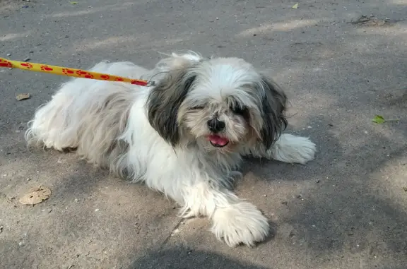 Найдена собака в Кирове, у Коминтерна