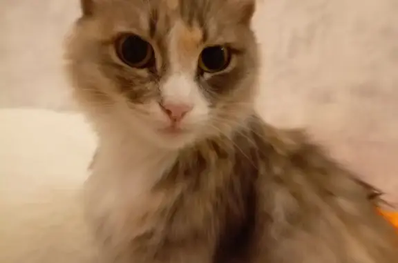 Найдена кошка Пушистая в Сысерти