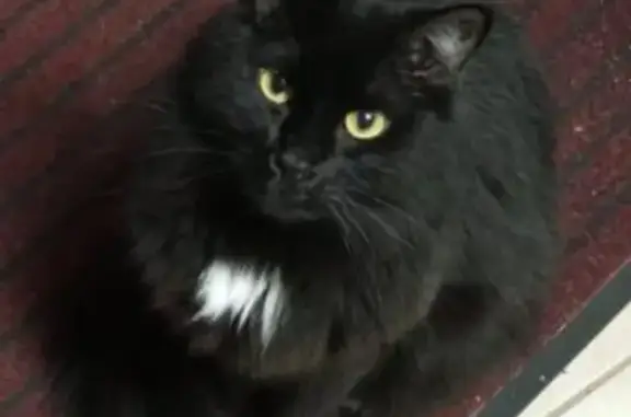 Кошки потеряшки, Санкт-Петербург, фото: Потеряшка кошка на ул. Большая Посадская, 7 А.