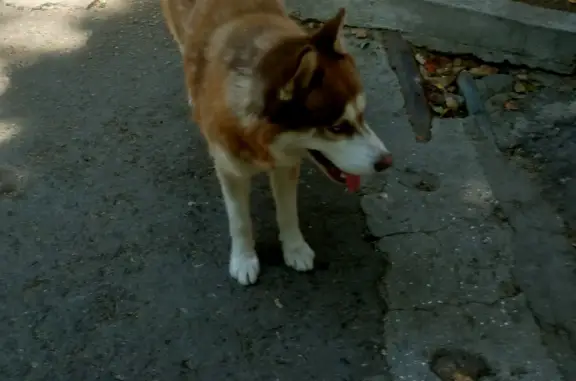 Пропала собака породы Кобель, Алупкинское шоссе