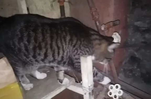 Найден кот на ул. Ермака, 18, Междуреченск