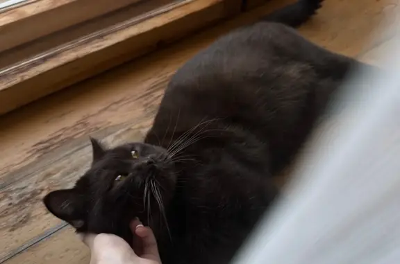 Пропал кот шоколадно-мраморного окраса в Ижевске