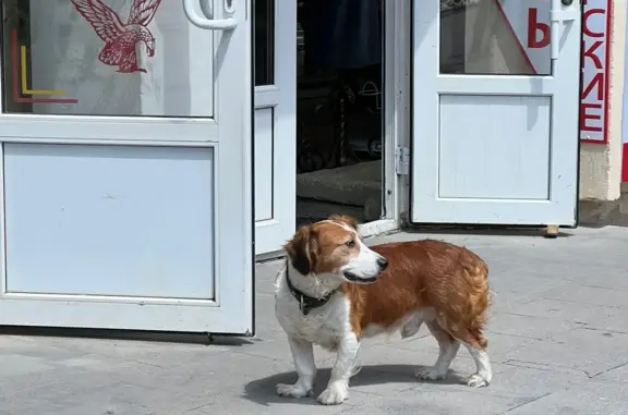 Найдена собака возле галереи в парке Цветник, пр. Кирова, 18, Пятигорск