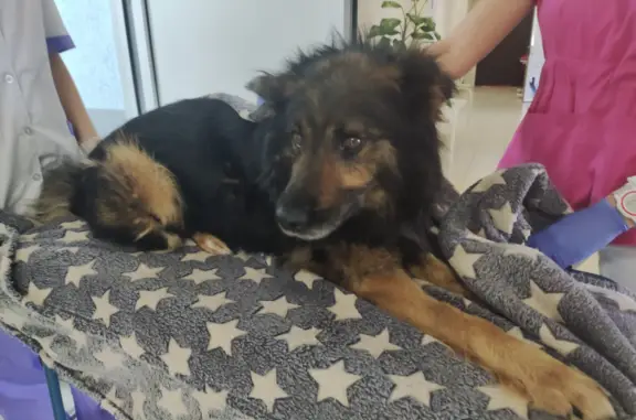 Собака найдена на Егорьевской трассе, ищет хозяев