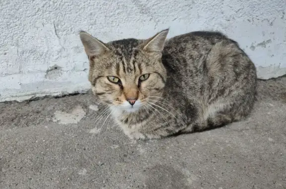 Найдена кошка на ул. Аркадия Иванова, Томск