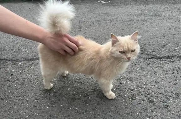 Найдена кошка, ул. Аркадия Иванова, Томск