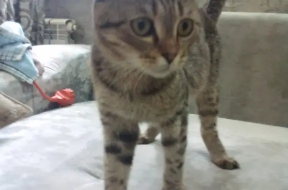 Найдена кошка Шотланский вислоухий в Оренбурге