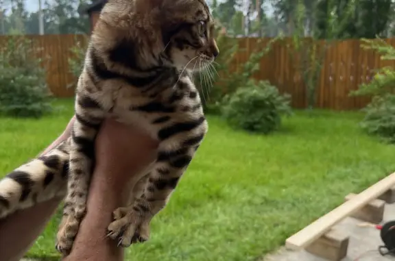 Найдена кошка, Ушаковское, фото: Найден котенок на Байкальском тракте