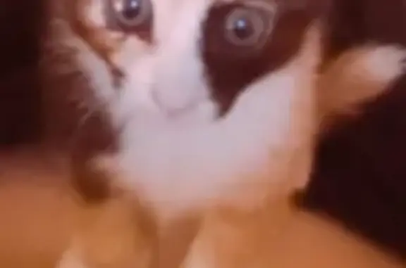 Кошки потеряшки, Санкт-Петербург, фото: Потеряшка кошка, адрес: Пионерстроя 10/3, СПб