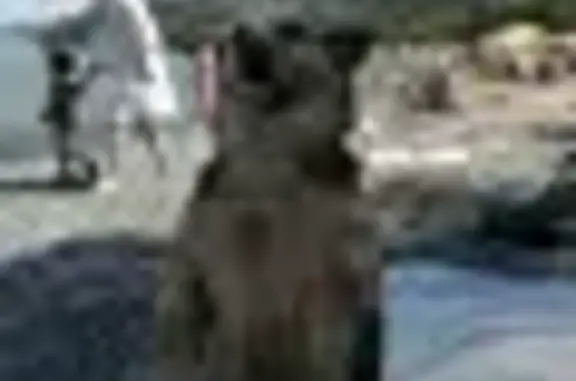 Пропала собака в Новороссийске, хозяин из Краснодара