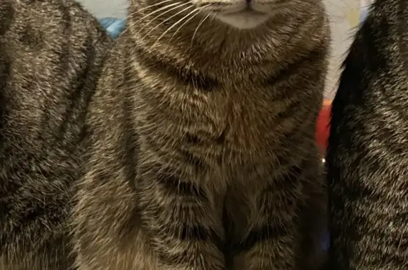 Кошки потеряшки, Москва, фото: Потеряшка полосатая кошка на Симферопольском бульваре, Москва